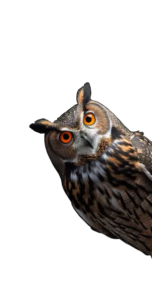 Eastern eagle owl with orange eyes