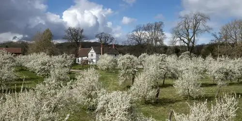 Orchards in Herefordshire, famous for cider production