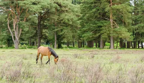 New Forest in Hampshire, a National Park with ancient woodland