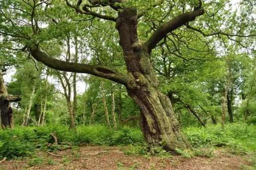 Sherwood Forest, a historic landmark in Nottinghamshire