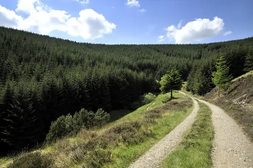 Glentress Forest, Peeblesshire